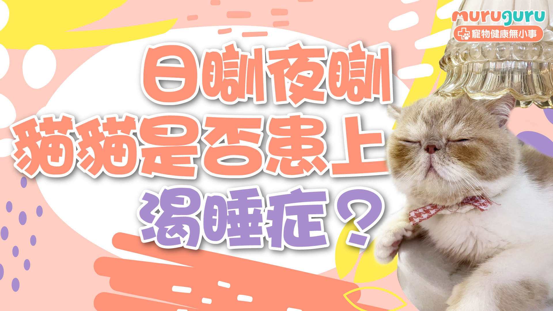 日瞓夜瞓，貓貓是否患上渴睡症？ - muruguru 貓奴狗奴