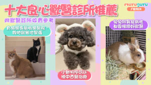 獸醫診所邊間好？十大良心獸醫診所或動物醫院推薦（附收費參考）