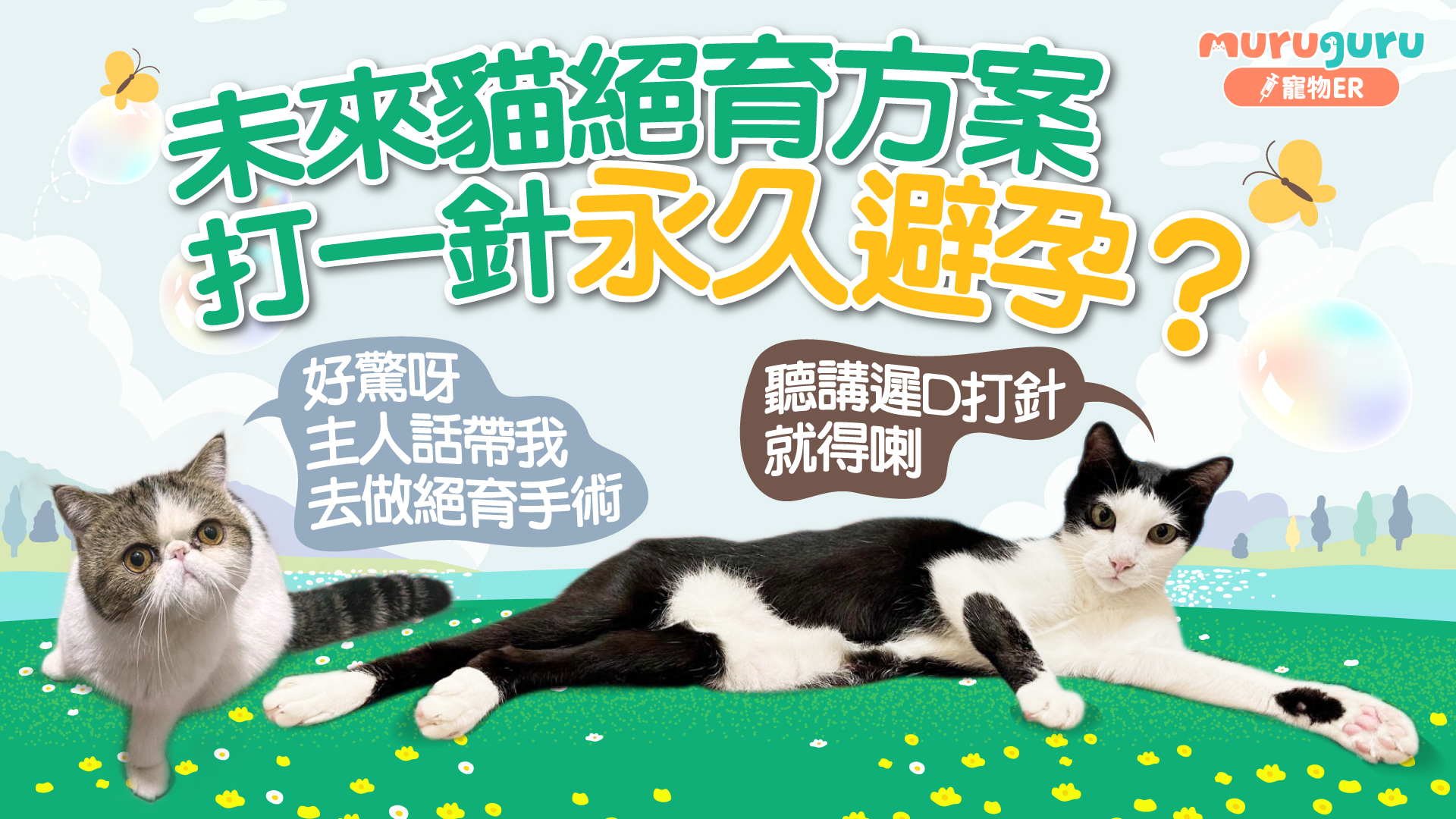 未來貓絕育方案 打一針永久避孕?-muruguru