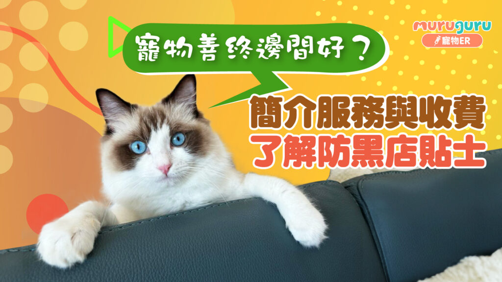寵物善終邊間好？簡介服務與收費，了解防黑店貼士