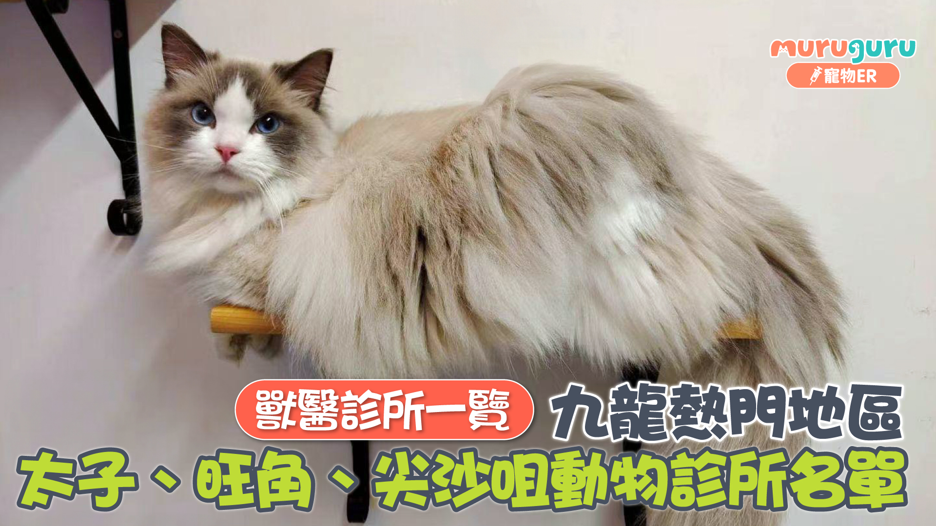 獸醫診所一覽｜九龍熱門地區：太子、旺角、尖沙咀動物診所名單（持續更新）