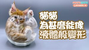 貓咪為甚麼能像液體般變形