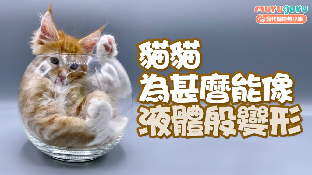 貓咪為甚麼能像液體般變形