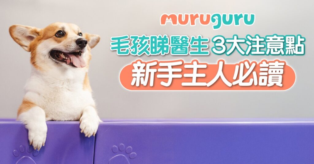 新手主人必讀 寵物睇醫生 3 大注意點