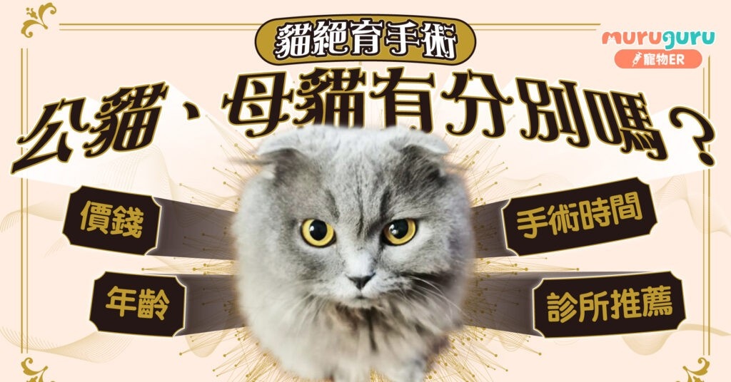 貓絕育手術：母貓、公貓有分別嗎？附價錢、結紮年齡、診所推薦