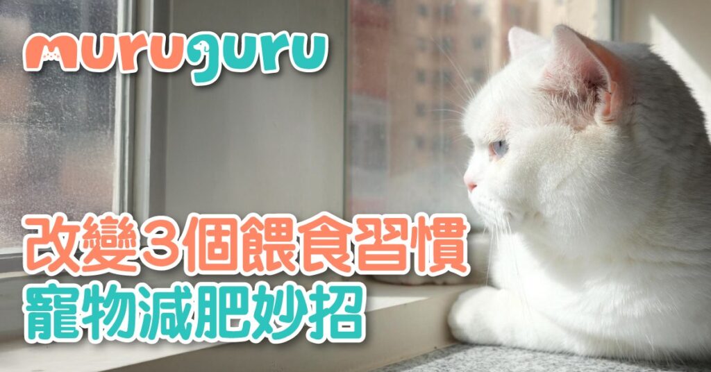 寵物減肥妙招 改變 3 個餵食習慣