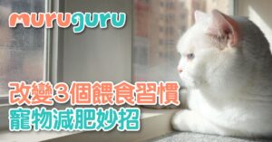 寵物減肥妙招 改變 3 個餵食習慣
