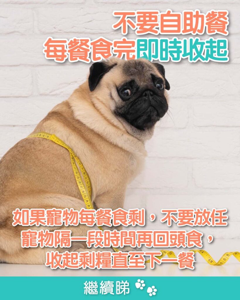 寵物減肥不要自助餐，而是定時餵食