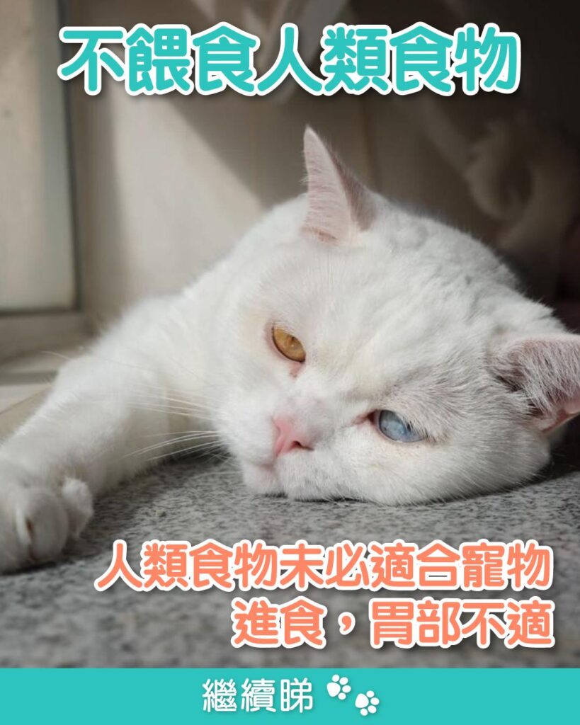 寵物減肥不餵食人類食物