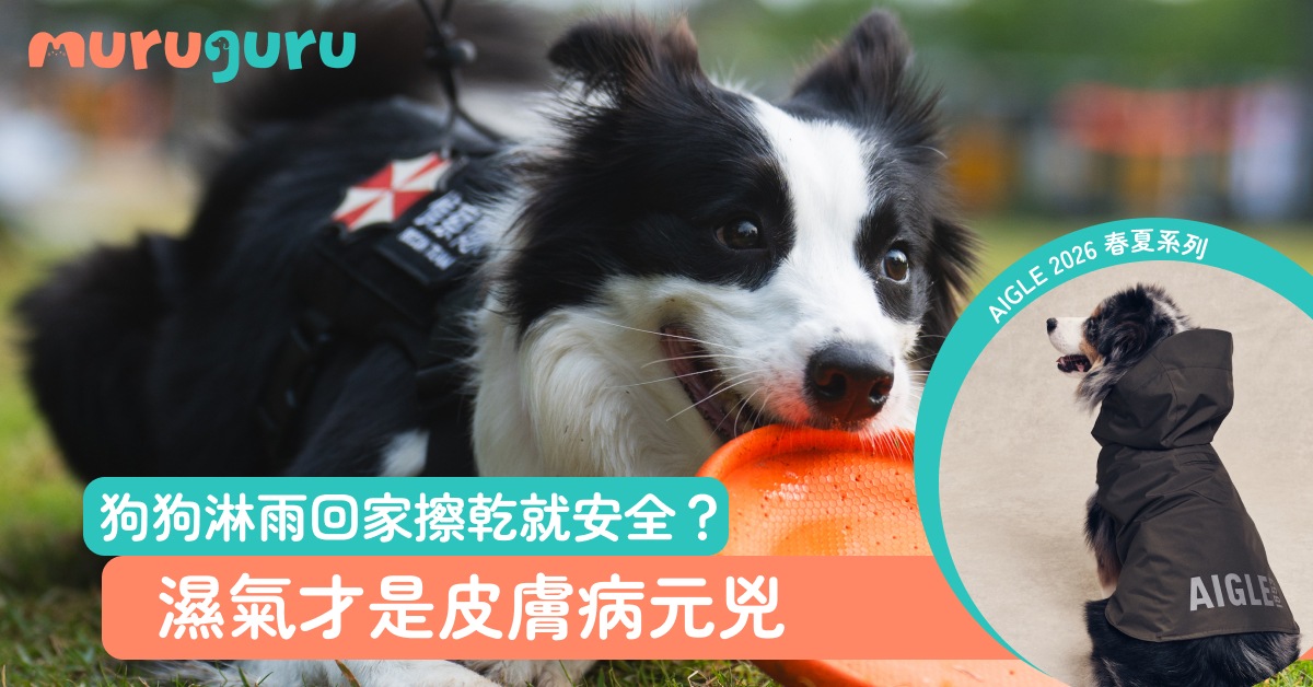 20260327-寵物外出裝備指南-1200x628-v4