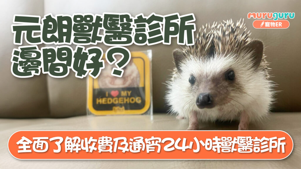 元朗獸醫診所邊間好？全面了解收費及通宵24小時獸醫診所
