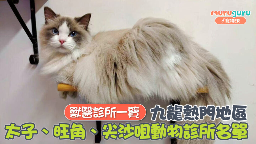 獸醫診所一覽|九龍熱門地區:太子、旺角、尖沙咀動物診所名單(持續更新)