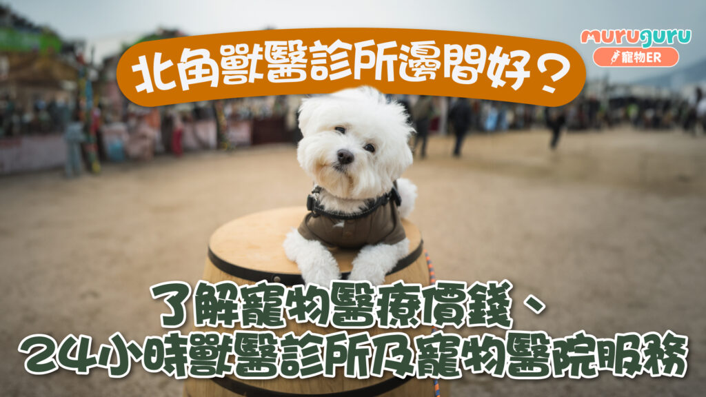 北角獸醫診所邊間好?了解寵物醫療價錢、24 小時獸醫診所及寵物醫院服務