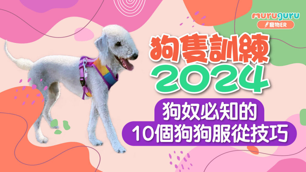 狗隻訓練:狗奴必知的 10 個服從技巧