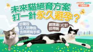 未來貓絕育方案:打一針永久避孕?