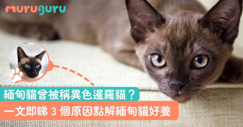 緬甸貓曾被稱異色暹羅貓？照顧難度優缺點一文即睇 3 個原因點解緬甸貓好養