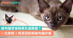 緬甸貓曾被稱異色暹羅貓？照顧難度優缺點一文即睇 3 個原因點解緬甸貓好養