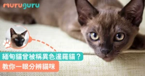【緬甸貓起源小故事】緬甸貓曾被稱異色暹羅貓？教你一眼分辨貓咪