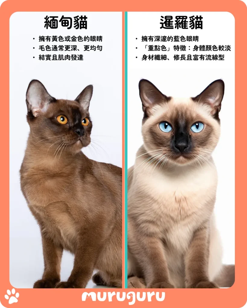 緬甸貓 vs 暹羅貓