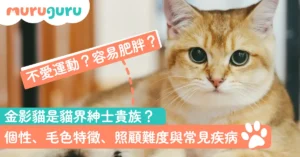 金影貓好養嗎？個性、毛色特徵、照顧難度與常見疾病一文即睇