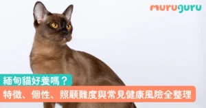 緬甸貓好養嗎？特徵、個性、照顧難度與常見健康風險全整理
