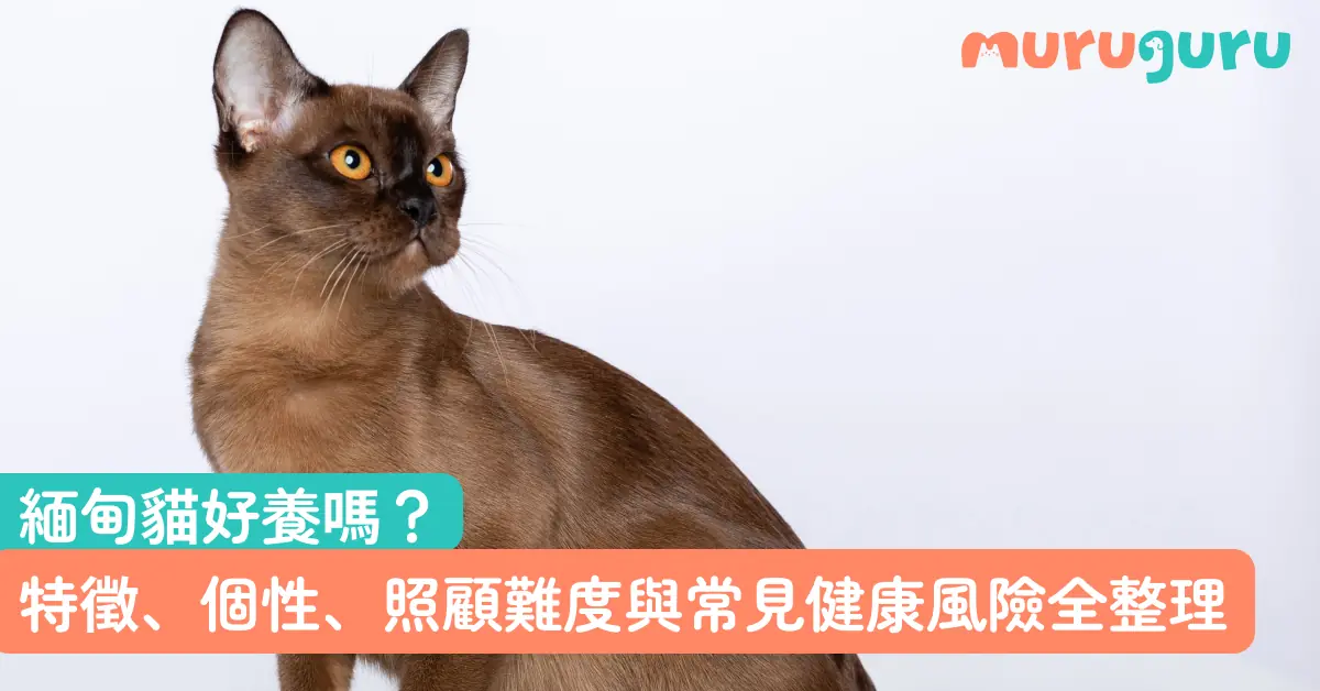 緬甸貓好養嗎？特徵、個性、照顧難度與常見健康風險全整理