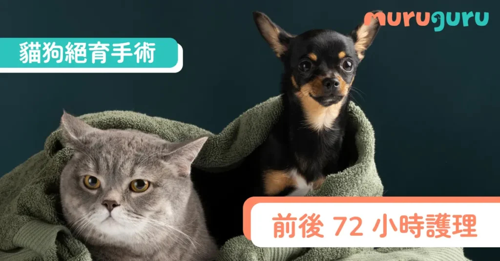 【貓奴狗奴必藏】貓狗絕育手術前後 72 小時護理：從禁食到傷口照顧須知