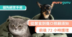 【貓奴狗奴必藏】貓狗絕育手術前後 72 小時護理：從禁食到傷口照顧須知