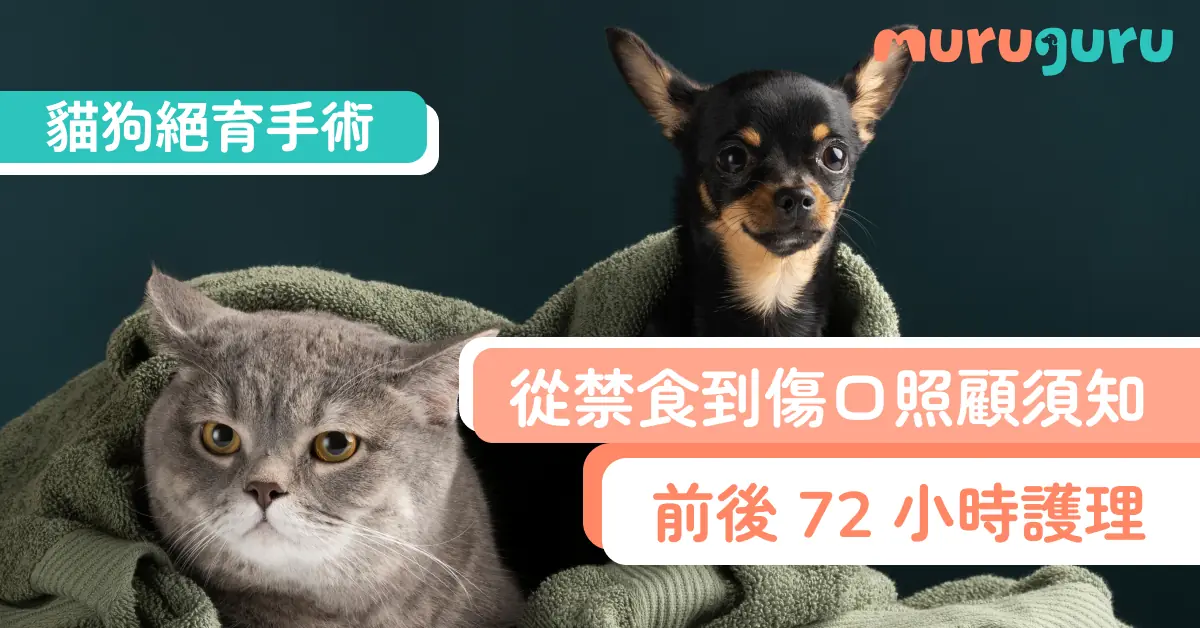 【貓奴狗奴必藏】貓狗絕育手術前後 72 小時護理：從禁食到傷口照顧須知