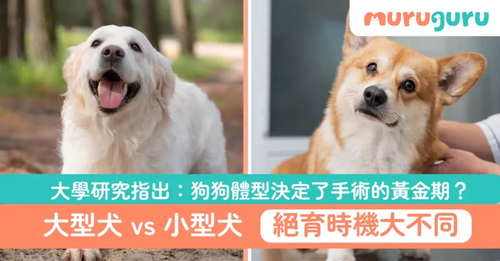 大型犬 vs 小型犬絕育時機大不同！大學研究指出：狗狗體型決定了手術的黃金期？