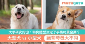 大型犬 vs 小型犬絕育時機大不同！大學研究指出：狗狗體型決定了手術的黃金期？