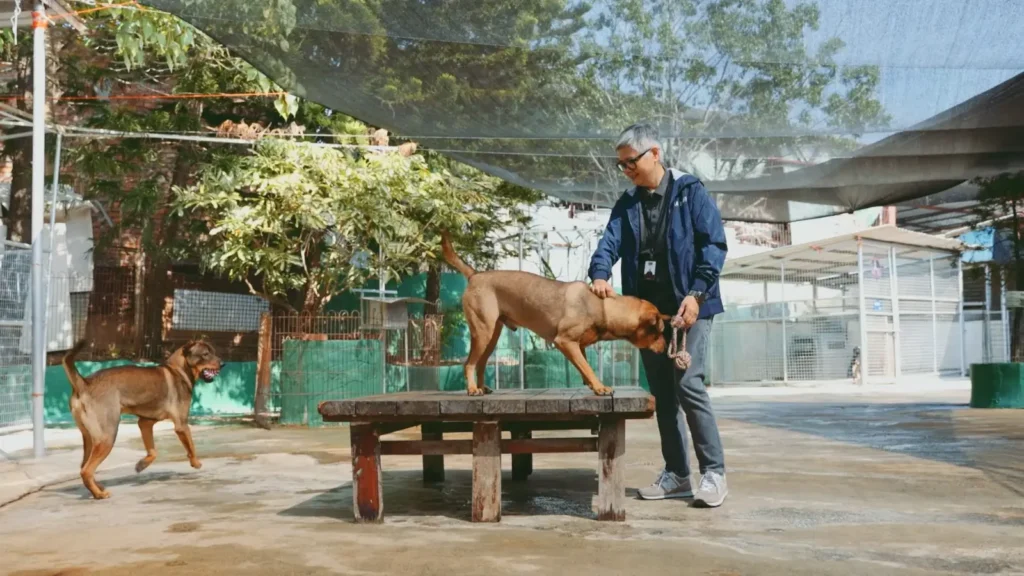 成立於 1997 年的保護遺棄動物協會（Society for Abandoned Animals，SAA），二十八年來一直在元朗白沙村會址照顧及庇護被遺棄動物。