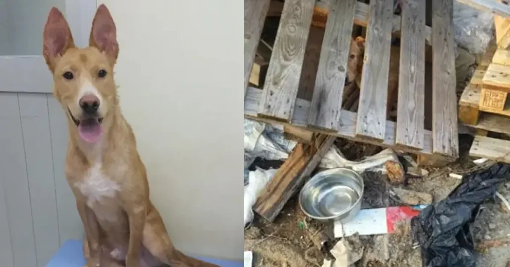 2014 年，Car 被人遺棄，長時間被綁在一塊卡板下艱難求生，當時周遭環境惡劣，重型車輛頻繁穿梭，生命安全備受威脅。