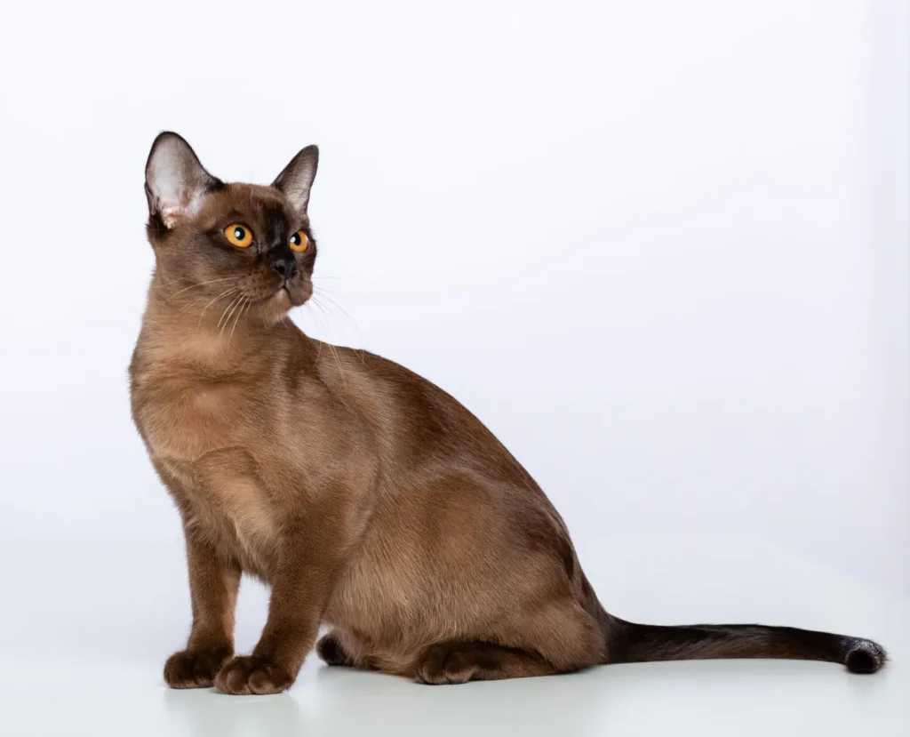 緬甸貓 (Burmese Cat) 以深色毛髮為主，眼睛為黃色或金色。