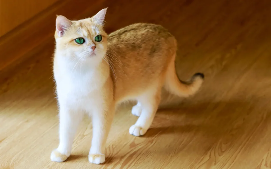 金影貓自帶「黑眼線」,金色毛尖帶黑色,形成帶層次的毛色。