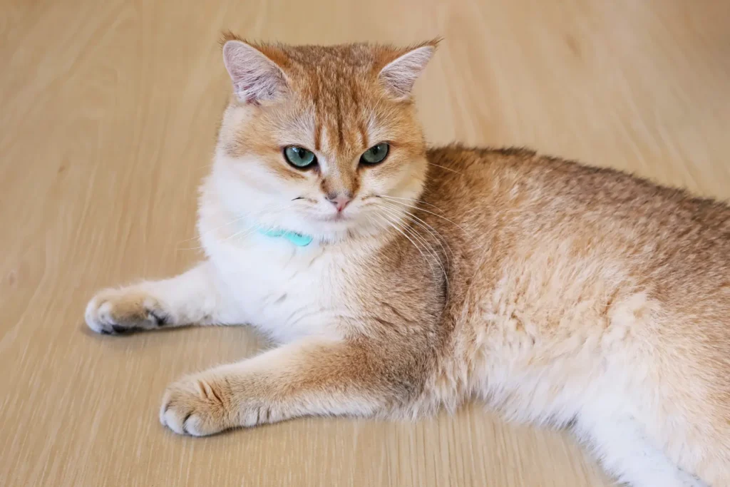 金影貓不愛郁動,當居家膳食較好時,容易致肥。