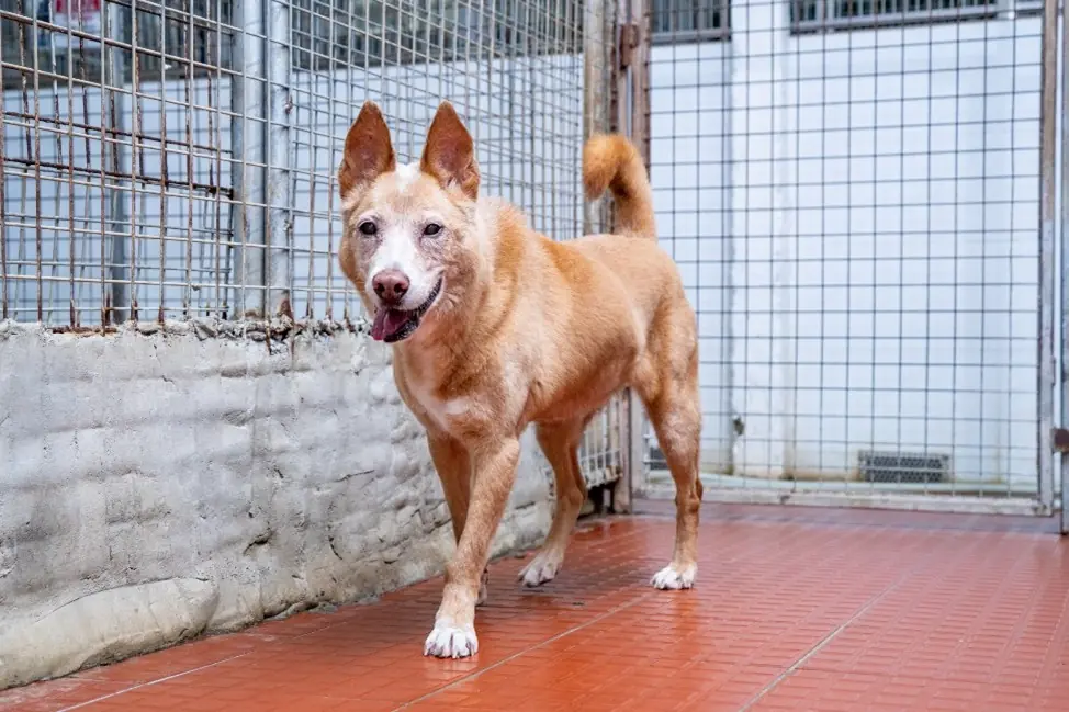 現年 14 歲的 Car 雖仍未遇上有緣人收養，卻早已把 SAA 視為自己的家。