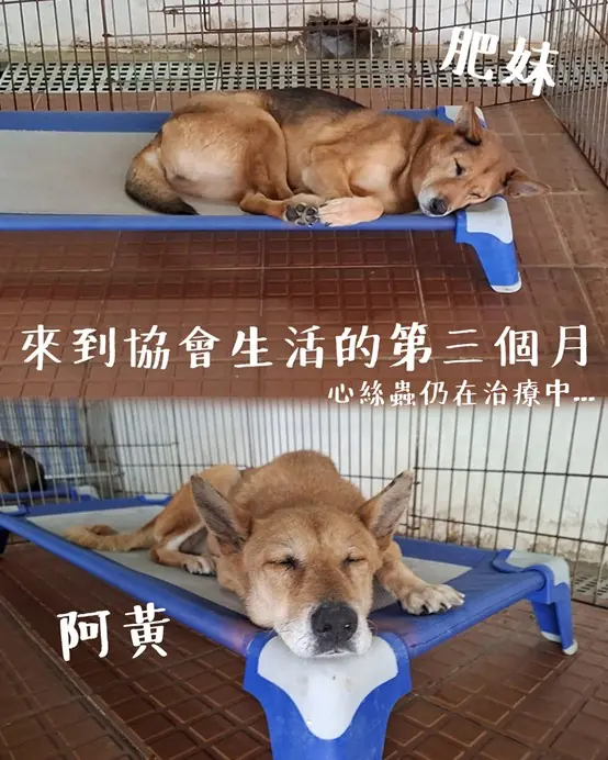 阿黃與肥妹原本與主人一同居住於古洞，然而隨着新界東北發展計劃下的收地安排，牠們原本安穩的生活亦隨之被改變。