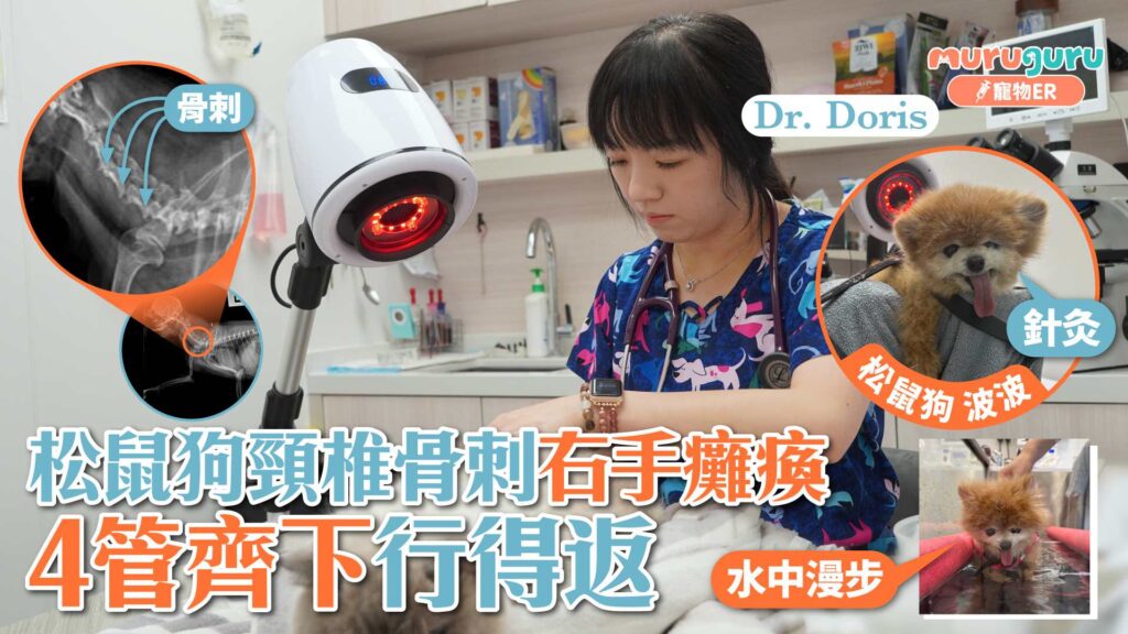 松鼠狗頸椎骨刺右手癱瘓，4管齊下行得返｜寵物手術｜獸醫專訪：李祉君醫生 Dr. Doris Li