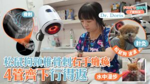 松鼠狗頸椎骨刺右手癱瘓,4管齊下行得返|寵物手術|獸醫專訪:李祉君醫生 Dr. Doris Li