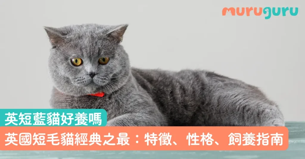 【英短藍貓好養嗎】英國短毛貓經典之最：特徵、性格、飼養指南