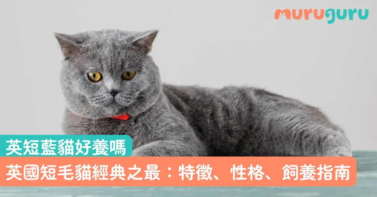 【英短藍貓好養嗎】英國短毛貓經典之最：特徵、性格、飼養指南