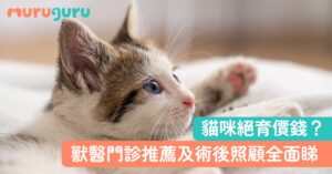 【貓咪絕育】貓絕育價錢、獸醫門診推薦及術後照顧全面睇