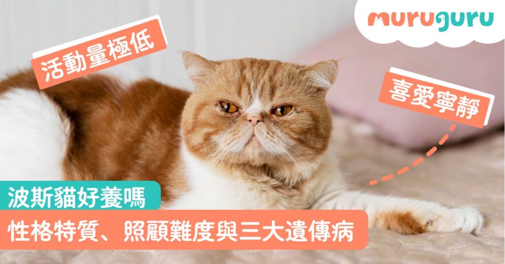 【貓咪品種】波斯貓好養嗎？性格特質、照顧難度與三大遺傳病