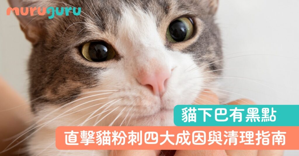 【貓咪健康】貓下巴有黑點？直擊「貓粉刺」四大成因與科學清理指南