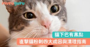 【貓咪健康】貓下巴有黑點?直擊「貓粉刺」四大成因與科學清理指南