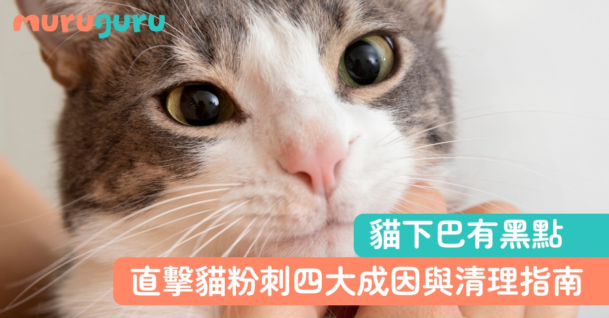 【貓咪健康】貓下巴有黑點？直擊「貓粉刺」四大成因與科學清理指南