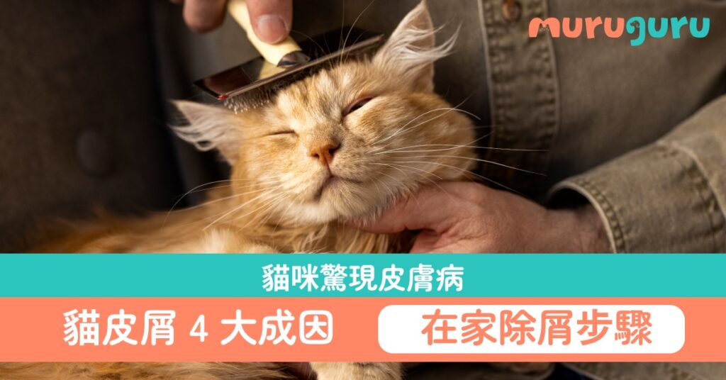 貓咪驚現皮膚病？貓皮屑 4 大成因 在家除屑護理步驟教學