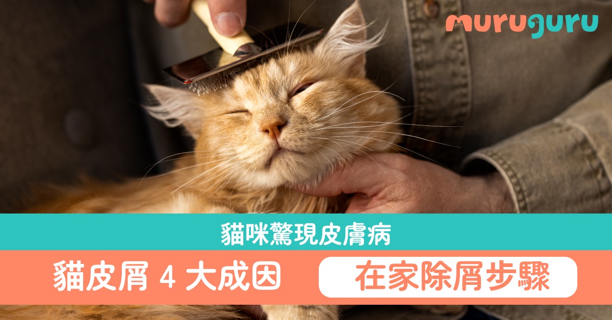 貓咪驚現皮膚病？貓皮屑 4 大成因 在家除屑護理步驟教學