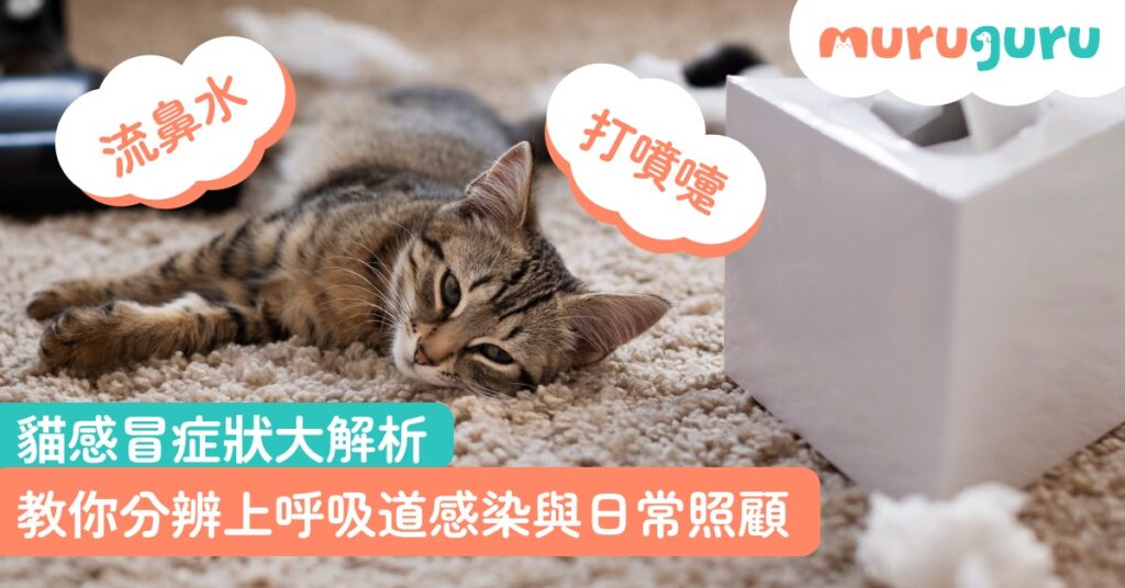 【貓咪健康】貓感冒症狀大解析！流鼻水、打噴嚏？教你分辨上呼吸道感染與日常照顧